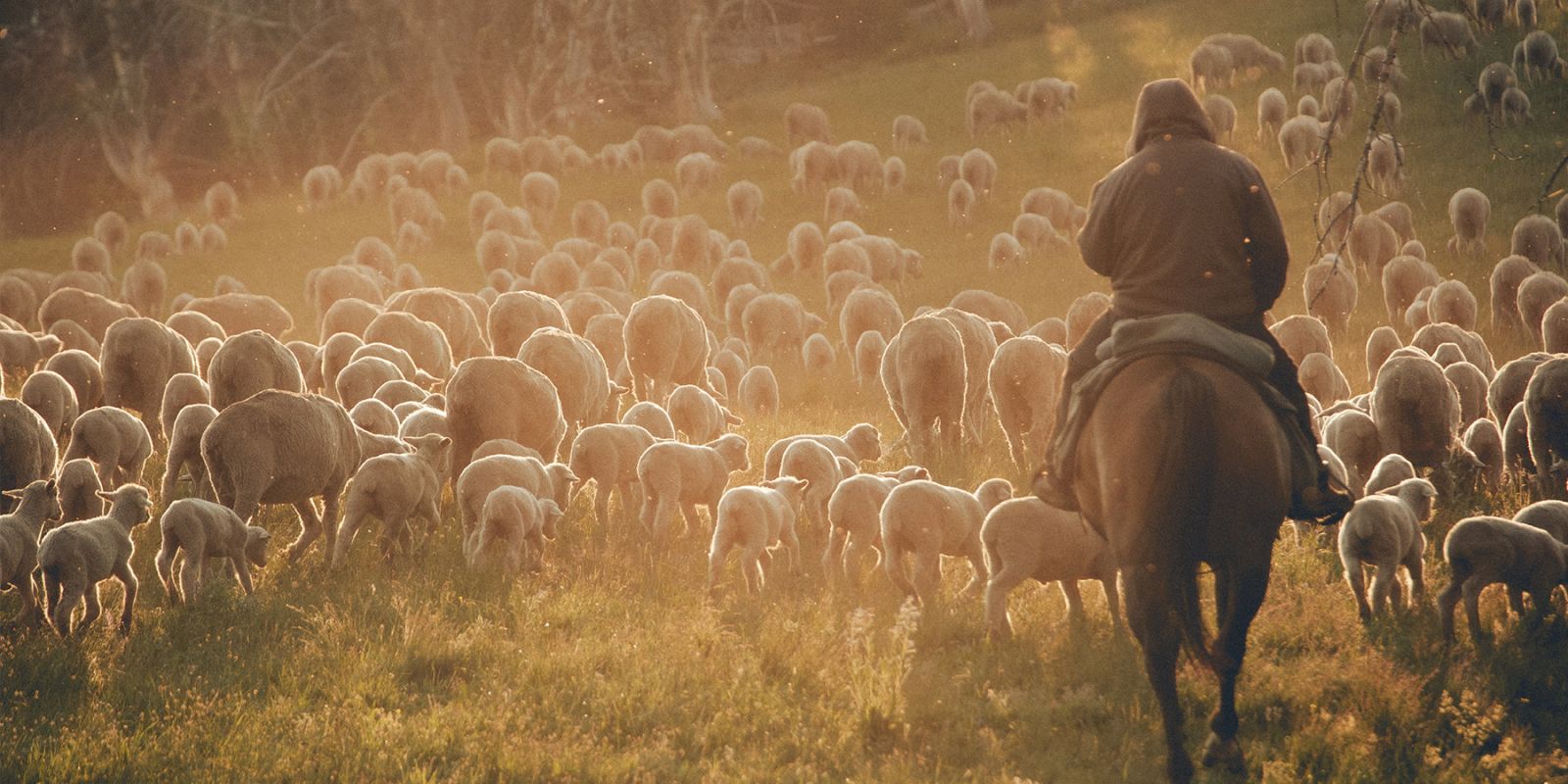 Sheep to shelf